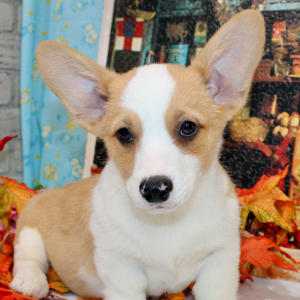 American Corgi Puppy Rex