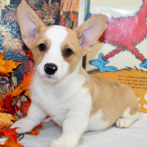 American Corgi Puppy Rex