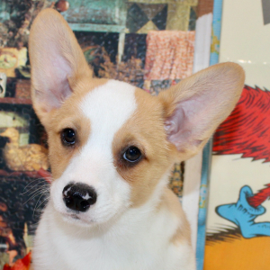 American Corgi Puppy Rex