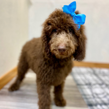 Poodle Puppy Suzi