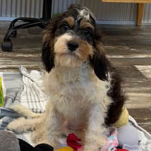 Cavapoo Puppy Danny