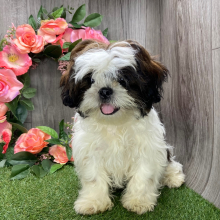 Shih Tzu Puppy Camo