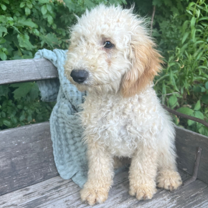 Goldendoodle Puppy Hosea