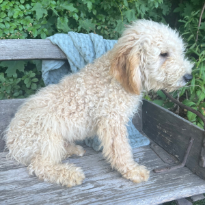 Goldendoodle Puppy Hosea