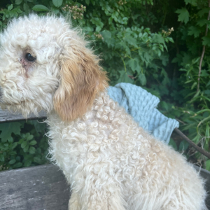 Goldendoodle Puppy Hosea