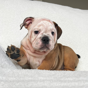 Bulldog Puppy Kim