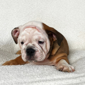 Bulldog Puppy Kim