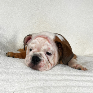 Bulldog Puppy Kim