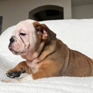 Bulldog Puppy Kim