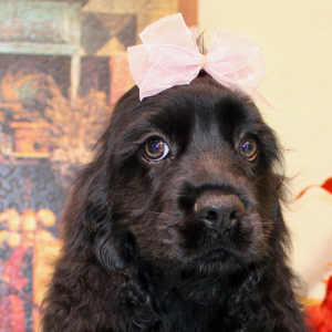 Cocker Spaniel Puppy Carlee