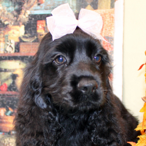 Cocker Spaniel Puppy Carlee