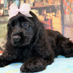 Cocker Spaniel Puppy Carlee
