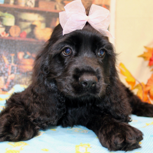 Cocker Spaniel Puppy Carlee