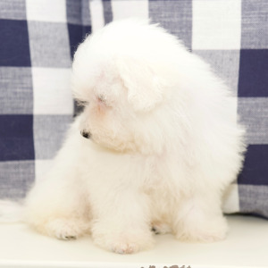 Bichon Frise Puppy Sam