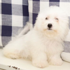 Bichon Frise Puppy Sam