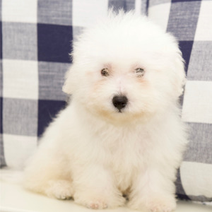 Bichon Frise Puppy Sam