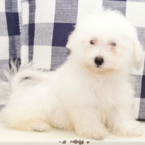 Bichon Frise Puppy Sam