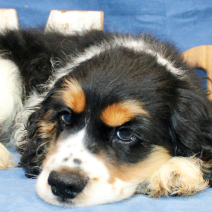 Cocker Spaniel Puppy Fargo