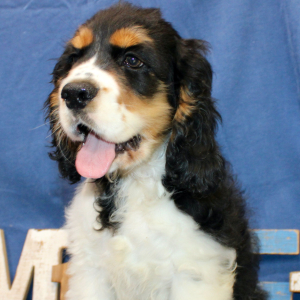 Cocker Spaniel Puppy Fargo