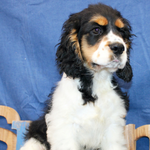 Cocker Spaniel Puppy Fargo