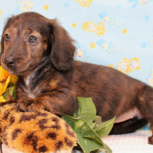 Dachshund Puppy Adele
