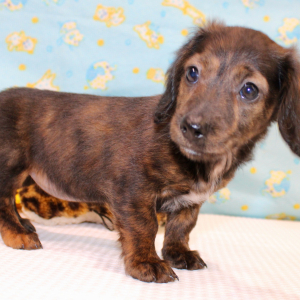 Dachshund Puppy Adele