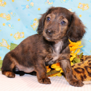 Dachshund Puppy Adele