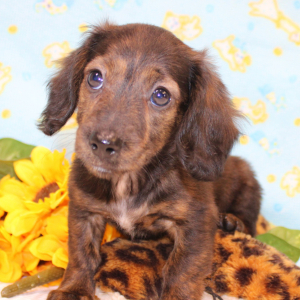 Dachshund Puppy Adele