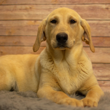 Labrador Retriever Puppy Layla