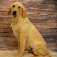 Labrador Retriever Puppy Layla