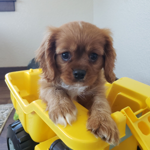 Cavalier King Charles Spaniel Puppy Clifford