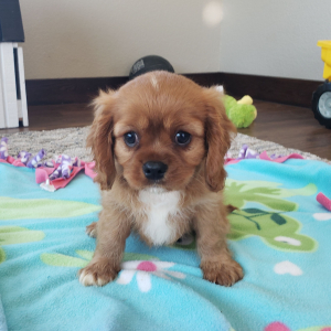 Cavalier King Charles Spaniel Puppy Clifford