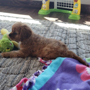 Cavalier King Charles Spaniel Puppy Clifford