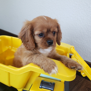 Cavalier King Charles Spaniel Puppy Clifford