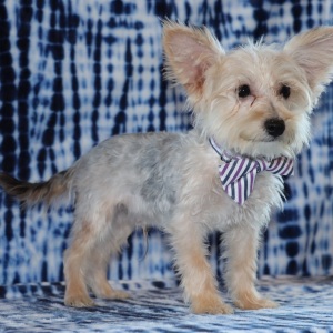 Yorkiepoo Puppy Reese