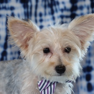 Yorkiepoo Puppy Reese