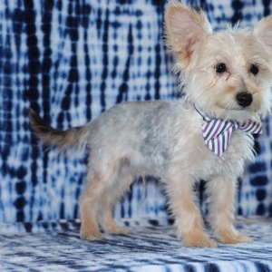 Yorkiepoo Puppy Reese