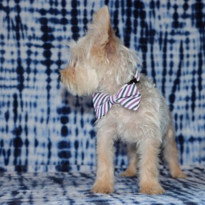 Yorkiepoo Puppy Reese