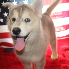 Siberian Husky Puppy Wynter