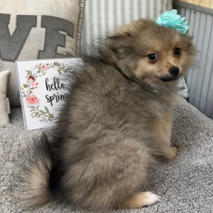 Pomeranian Puppy Lily