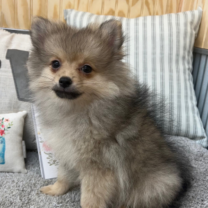 Pomeranian Puppy Lily