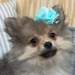 Pomeranian Puppy Lily