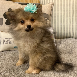 Pomeranian Puppy Lily