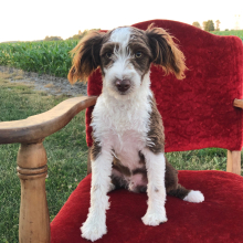 Aussiedoodle Puppy Zac
