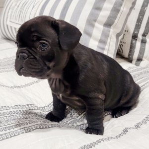 French Bulldog Puppy Baby Bear