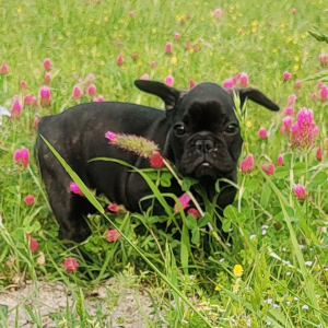 French Bulldog Puppy Baby Bear