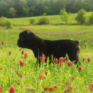French Bulldog Puppy Baby Bear