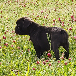 French Bulldog Puppy Baby Bear