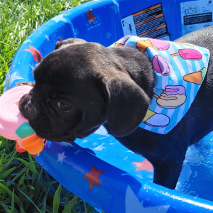 French Bulldog Puppy Baby Bear