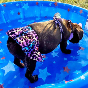 French Bulldog Puppy Baby Bear